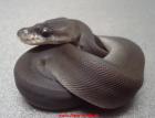 Www.Aqua-Andy.de verkaufe Python regius, Boa con. imp. albino, u. viele Nattern 