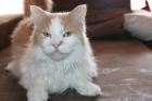 Maine coon kater abzugeben