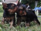 Yorkshire Terrier Welpen