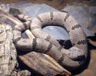 1,1 Crotalus lepidus klauberi (Felsenklapperschlange)