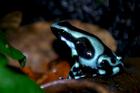 Suche günstig Phyllobates terribilis oder andere Dendrobates