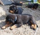 Rottweilerwelpen aus Hobbyzucht von super Eltern