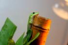 Taggecko (Phelsuma Kochi)