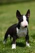 Miniatur Bullterrier 