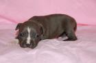 American Staffordshire Terrier