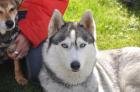 Reinrassige Siberian Husky-Welpen aus FCI-Zucht, erwartet ab dem 14.10-0.7978