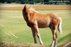 Elegantes Classic-Pony Hengstfohlen abzugeben !