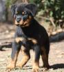 Top-Rottweilerwelpen!!!