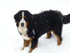 Wunderschöner Berner Sennenhund sucht Hundedamen! 