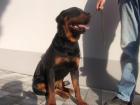 Rottweiler, ADRK-Rüde, 1Jahr