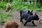 Reinrassige französisch bulldogge welpen mit papieren