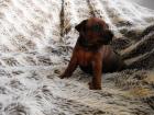 Pinscher Welpen