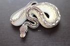 Python regius Diamond Opal ,Lesser,Pewter,Fire und vieles mehr