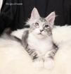 Wunderschoene Maine coon Kitten suchen neue zu Hause