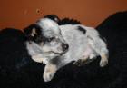 Cattle Dog / Sheltie Welpen