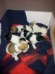 JackRussel Mix Welpen