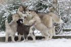 Süß siberian husky babys mit ADRK-Papieren, Suchen Ein Neues Zuhause