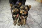 Verkaufe reinrassige Yorkshire Terrier!