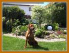 Rhodesian Ridgeback Welpen Wurfankündigung