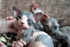 Exclusive, reinrassige, typvolle  Sphynx Kitten