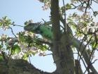 Ca. 5 Jahre alter grüner Blaukopf Leguan