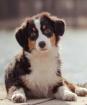 Australian Shepherd Hündin 5Monate alt black tri