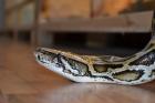 Suche x.X.x Tigerpython (Python molurus bivitattus)