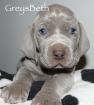 Weimaraner puppys