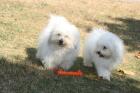 Coton de  Tulear  Hündinen  mit   VDH  Papiern    1 Jahr 7 Jahre   suchen nette 