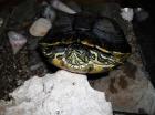 Trachemys scripta troostii (Männchen)