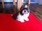 Shih Tzu Welpen