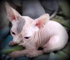 2 süße Sphynx kitten