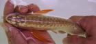 24K Goldene Arowana Fische 30cm lang