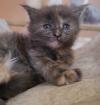 Typvolle Maine Coon Kitten mit Stammbaum