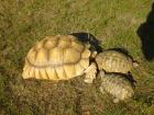 0.1 Sulcata, 25 Jahre, 53 cm