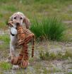 Goa English Setter Welpe Hündin