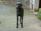 Blauer Weimaraner Samy 15 Monate