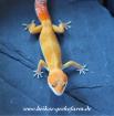 Leopardgeckos