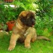 Leonberger Welpe aus Internationale Sieger Kennel zu verkaufen