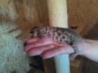 Bengal Kitten zu verkaufen