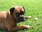 Boxer sucht eine neue Familie