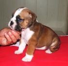 Englische Bulldogge Babys sind zum verkaufen