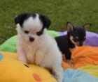 4 Chihuahua L/S haar Welpen