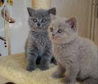  Whiskas BKH ( Kartäuser ) Babies in silber tabby classic mit Pap. !