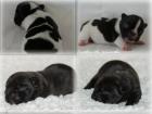 Französische Bulldoggen Welpen/Babys aus deutscher seriöser zucht