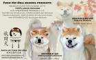 ** AKITA INU - Japanische Akita - Welpen nach Japan import **