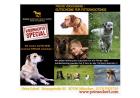 Freude schenken an Weihnachten : Fotoshooting Hunde, Tiershooting, Hundeshooting