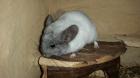 Chinchillas