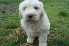 Komondor Welpen König  der Hirtenhunde