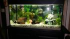  112L Juwel Aquarium komplett